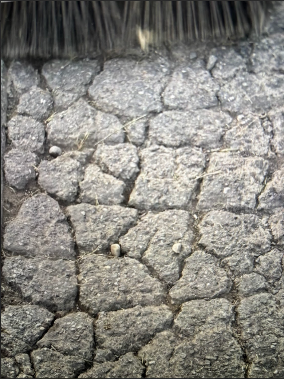 A close up of a rocky surface with a brush in the background.