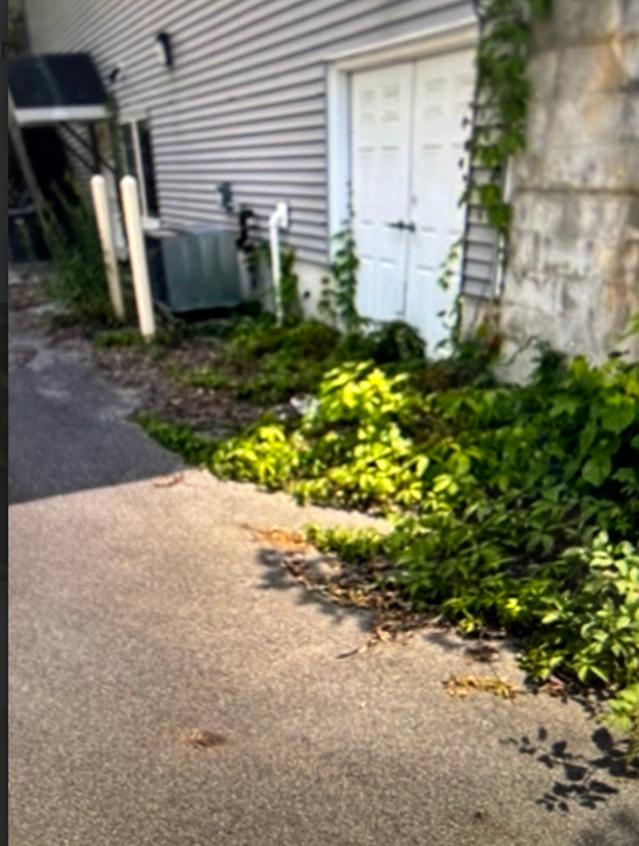 A house with a lot of plants growing around it