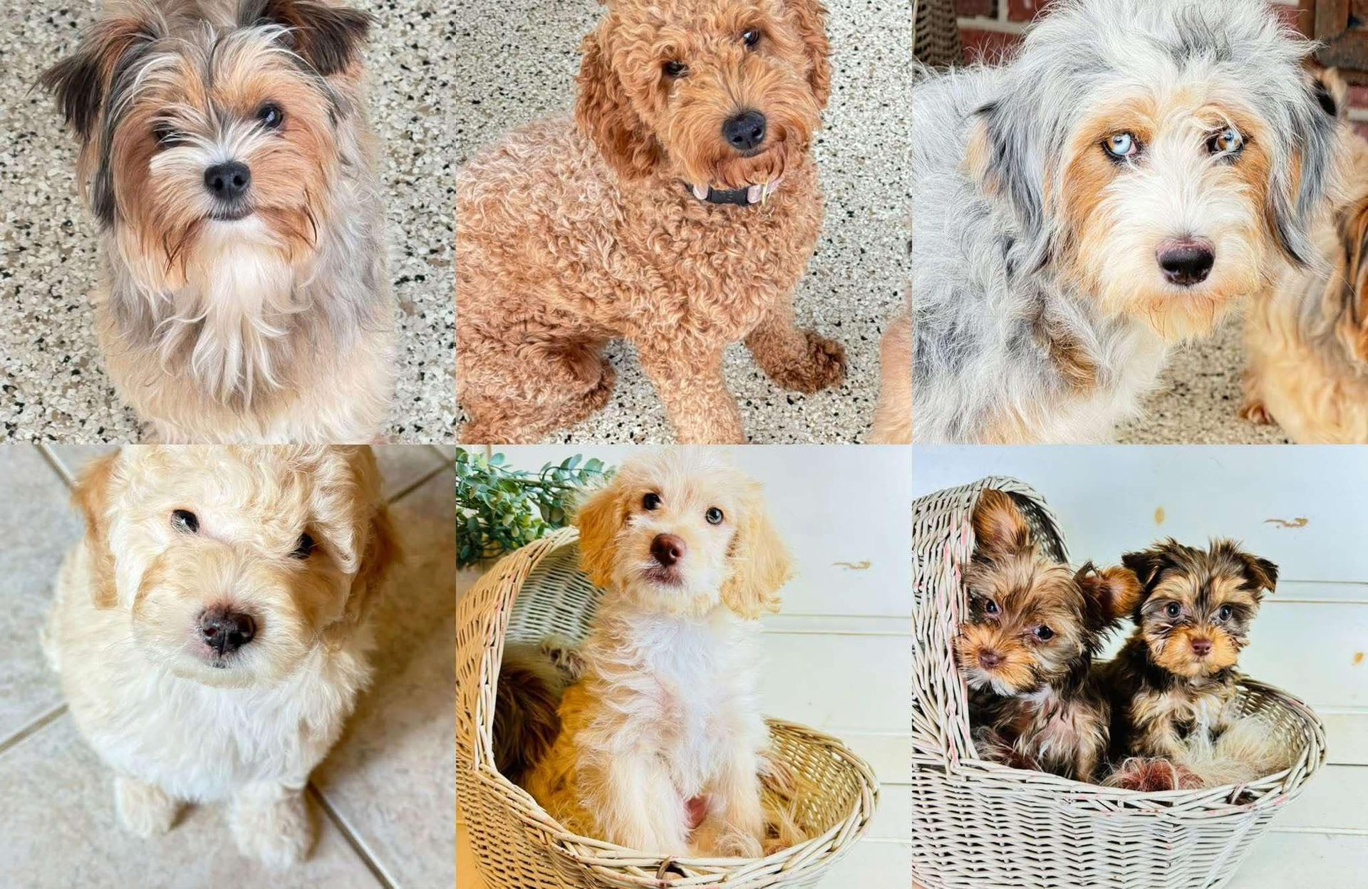 There are many different types of dogs in this collage.