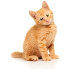 Cute little red kitten - cat care in Minneapolis, MN