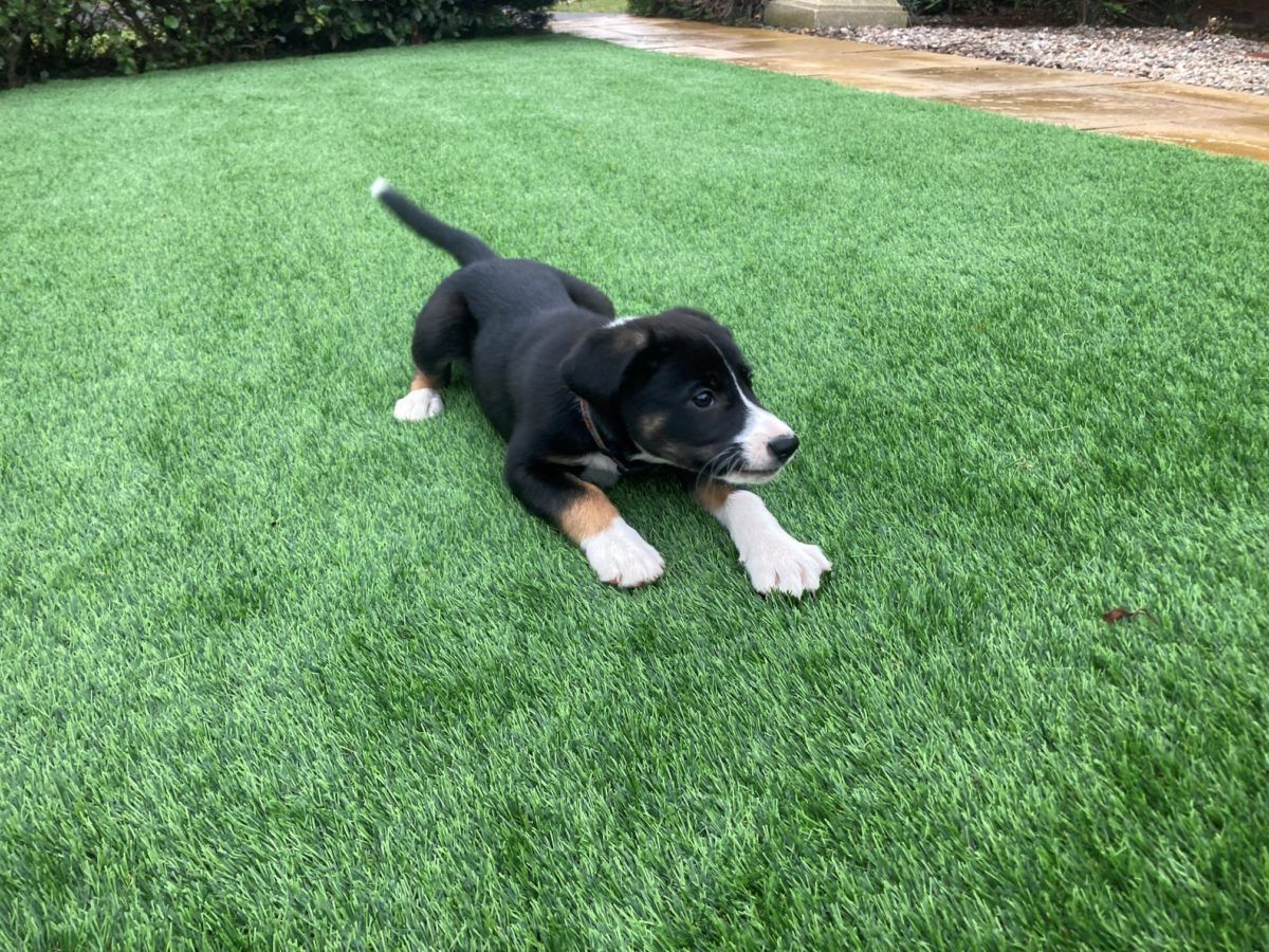 puppy in artificial grass in Loughborough