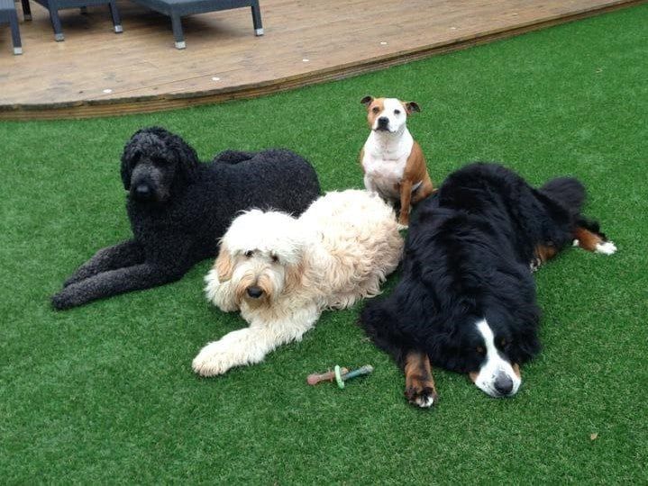 artificial grass for dogs installed in  Loughborough