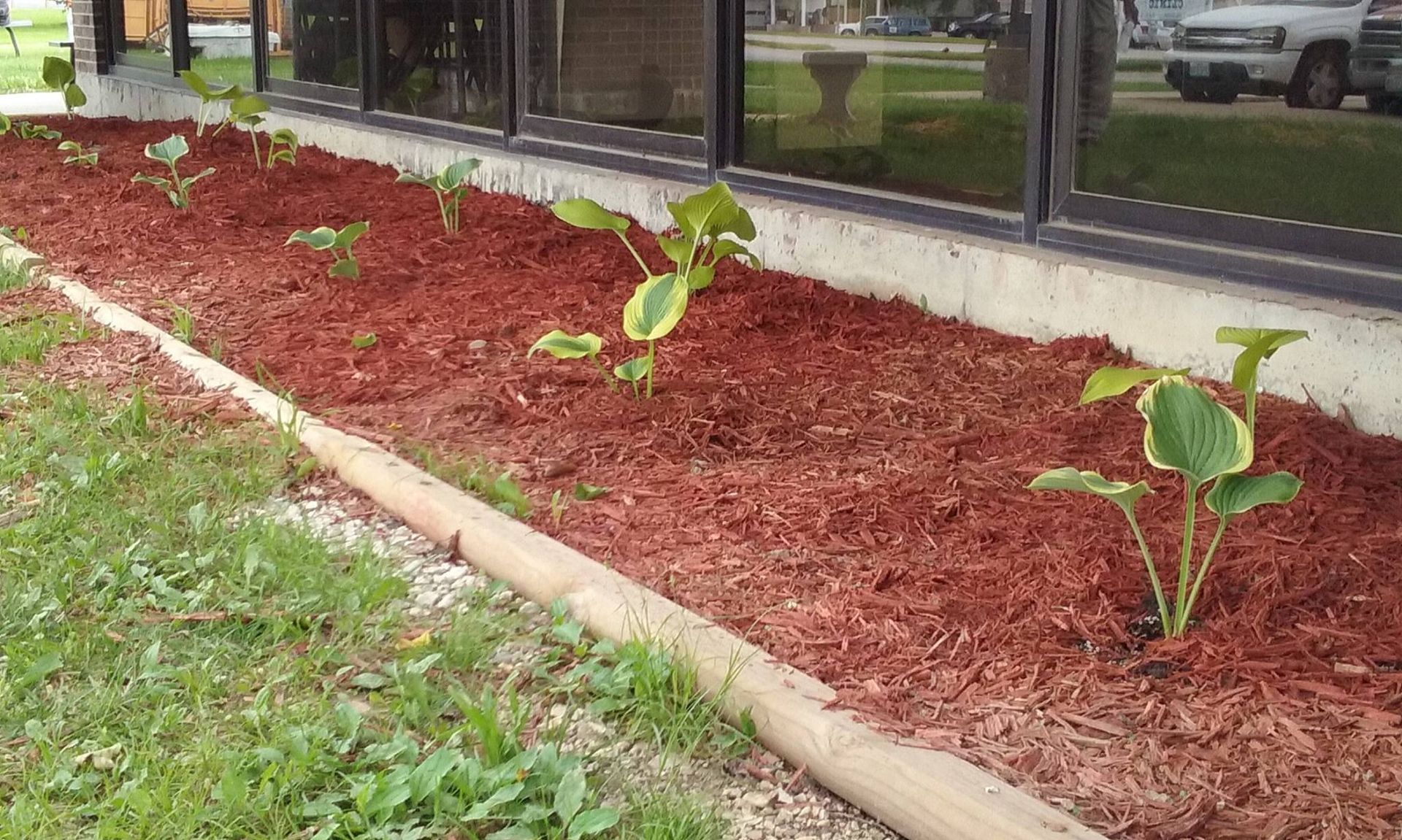 Red mulched flower bed with young green plants in front of a building with windows.