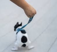 A person is walking a black and white dog on a leash.