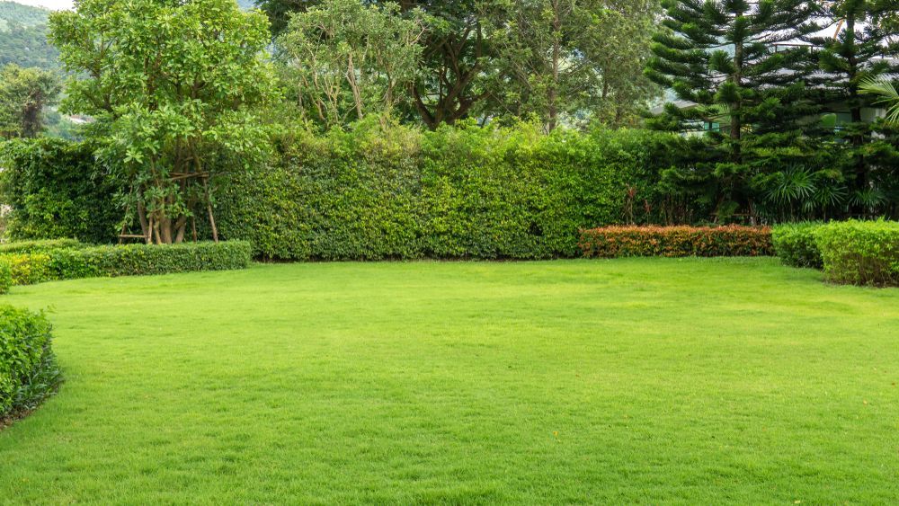 Lush green lawn bordered by dense hedges and trees in a landscaped garden.