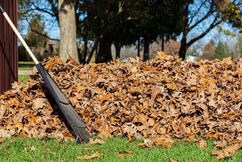Rake leaning against a large pile of autumn leaves in a yard under trees