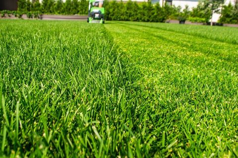 Lush green lawn being mowed with a tractor in the distance, with a hedge-lined field behind it