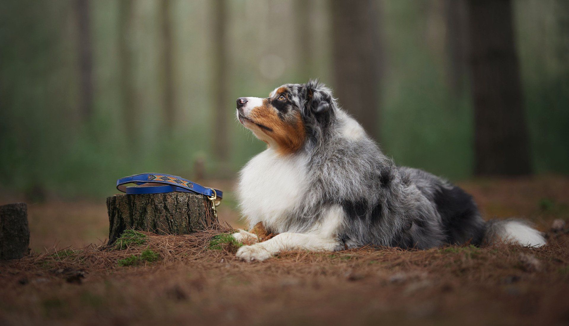 kralen halsband, leren halsband, halsband, Tribe Of Three, native halsband, leren lijn, hondenriem