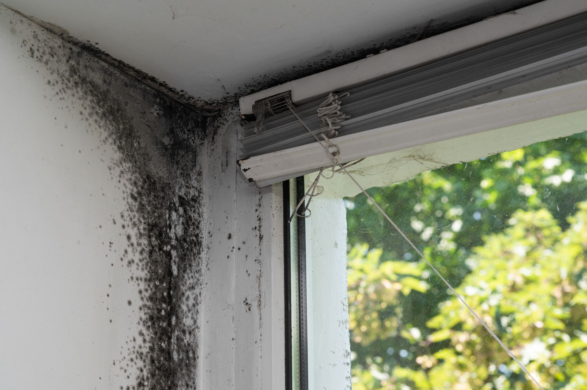 Mold growth on a white wall near a window, black and gray discoloration.