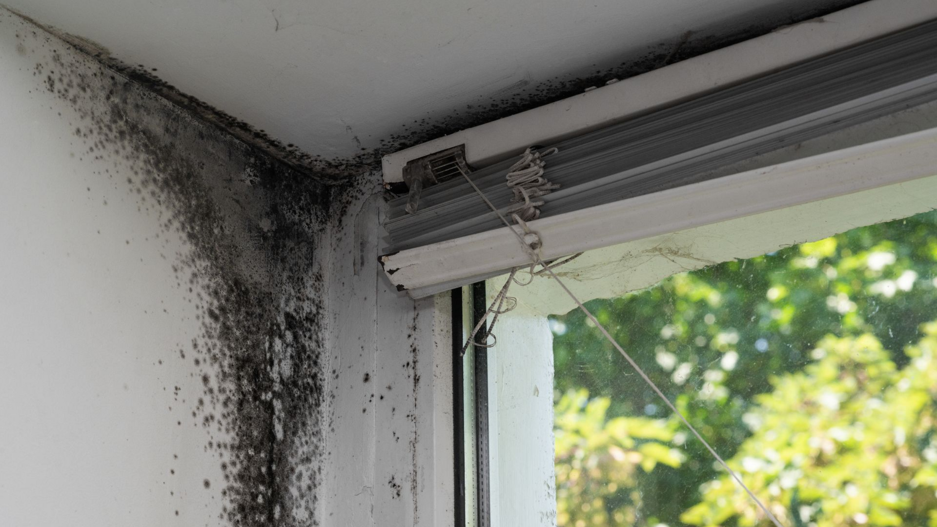 Black mold growth on a white wall corner next to a window frame.