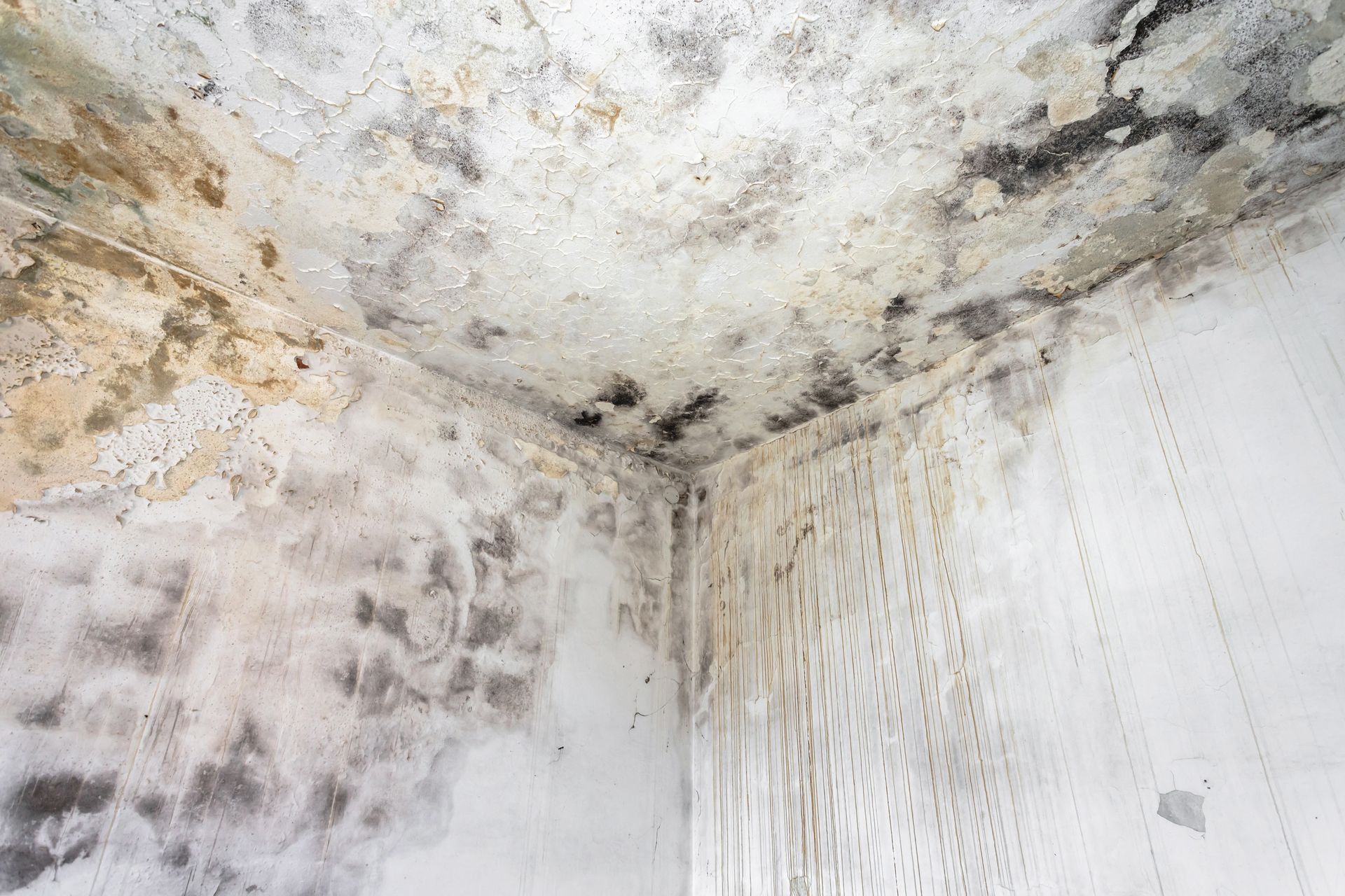 Mold and water damage on a white ceiling and wall corner, with dark stains and peeling discoloration