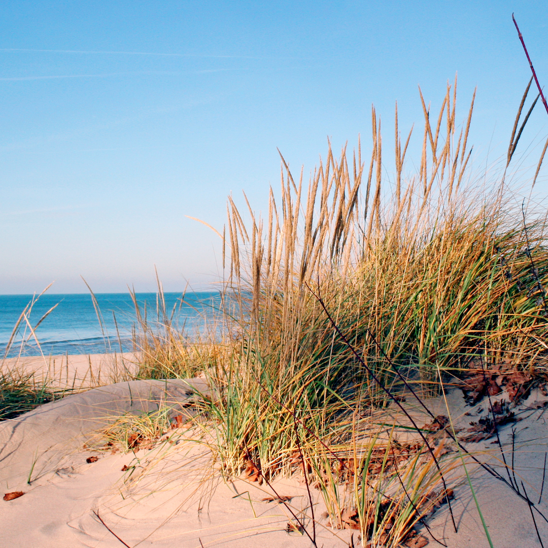 a sandy beach with tall grass growing out of it on Lake Michigan