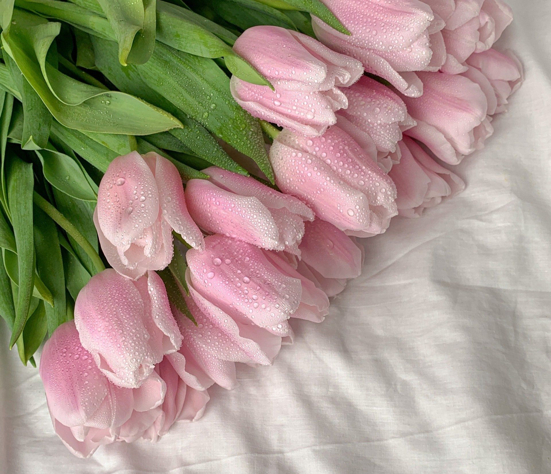 a bunch of pink tulips with water drops on them are laying on a bed .