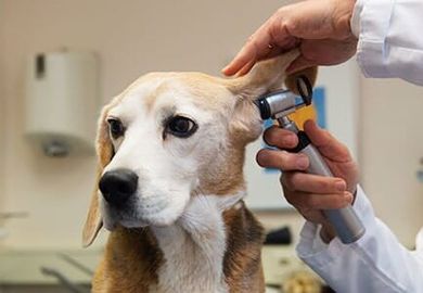 Dog Check-up — animal clinic in Los Angeles, CA