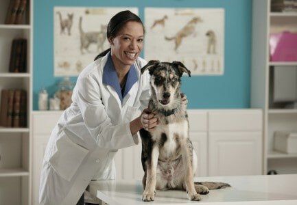 Dog Service Check-up — animal clinic in Los Angeles, CA