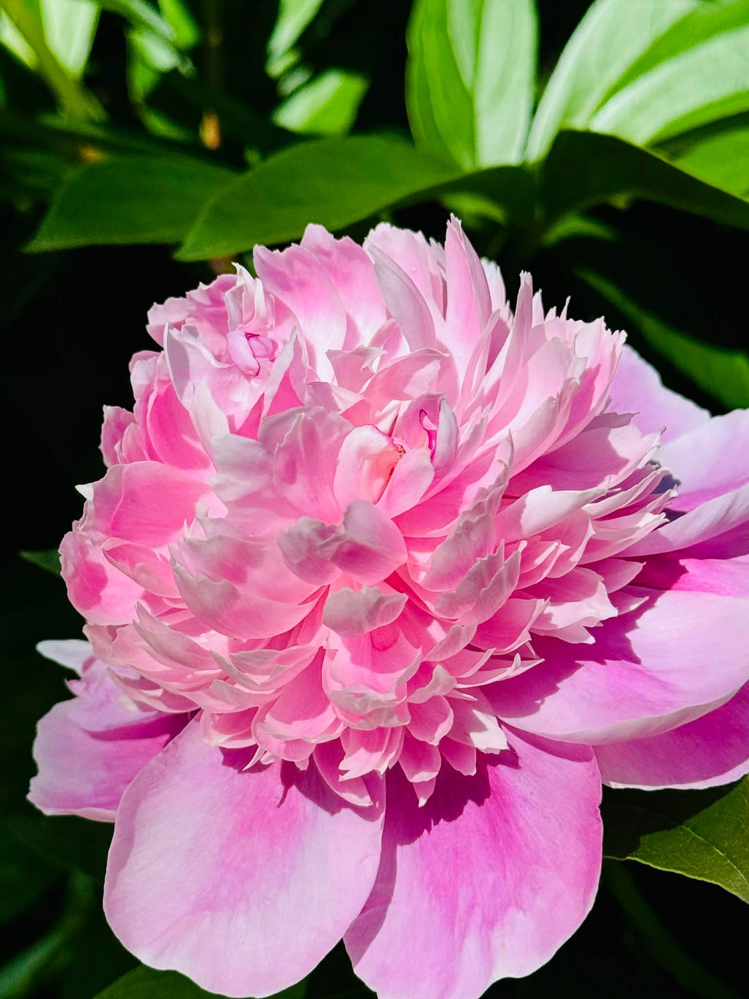 Pink peony blossom with layered petals against dark green leaves