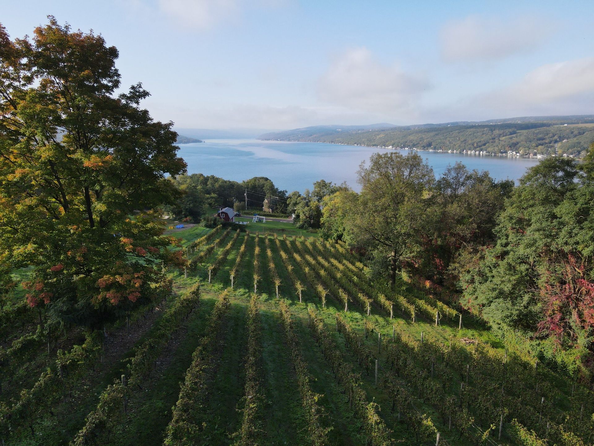 Vineyard rows on a hillside overlooking a blue lake and distant shoreline under a clear sky