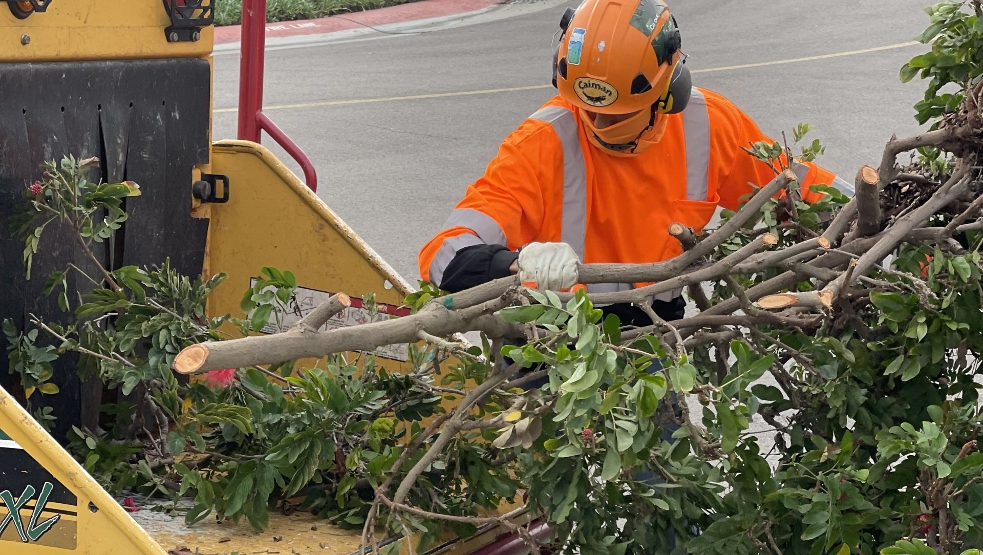 tree service cleanup and brush chipping san diego
