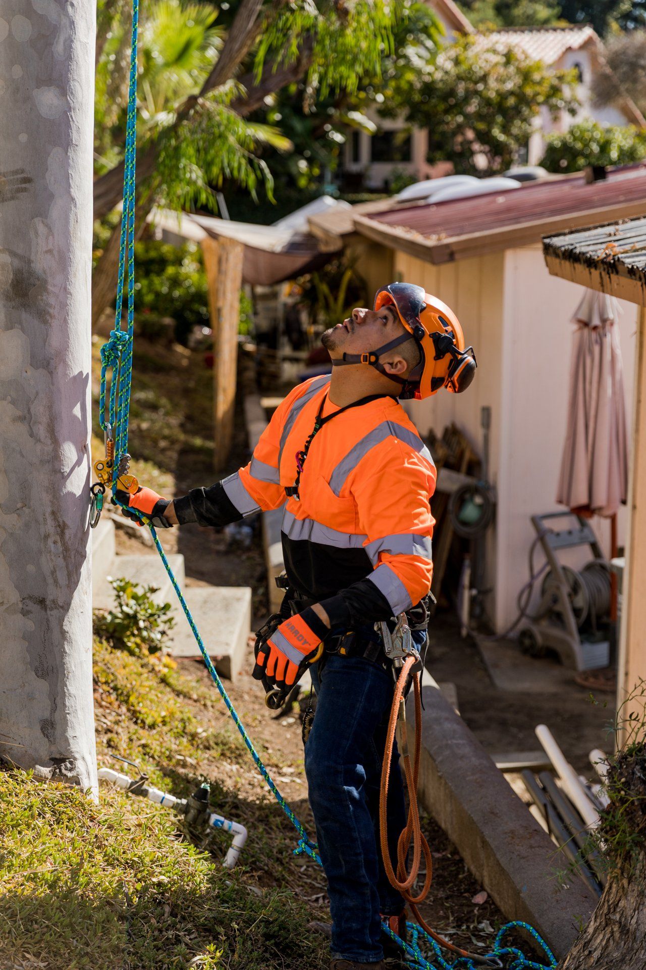 Tree Trimming & Maintenance in San Diego MC Tree Services