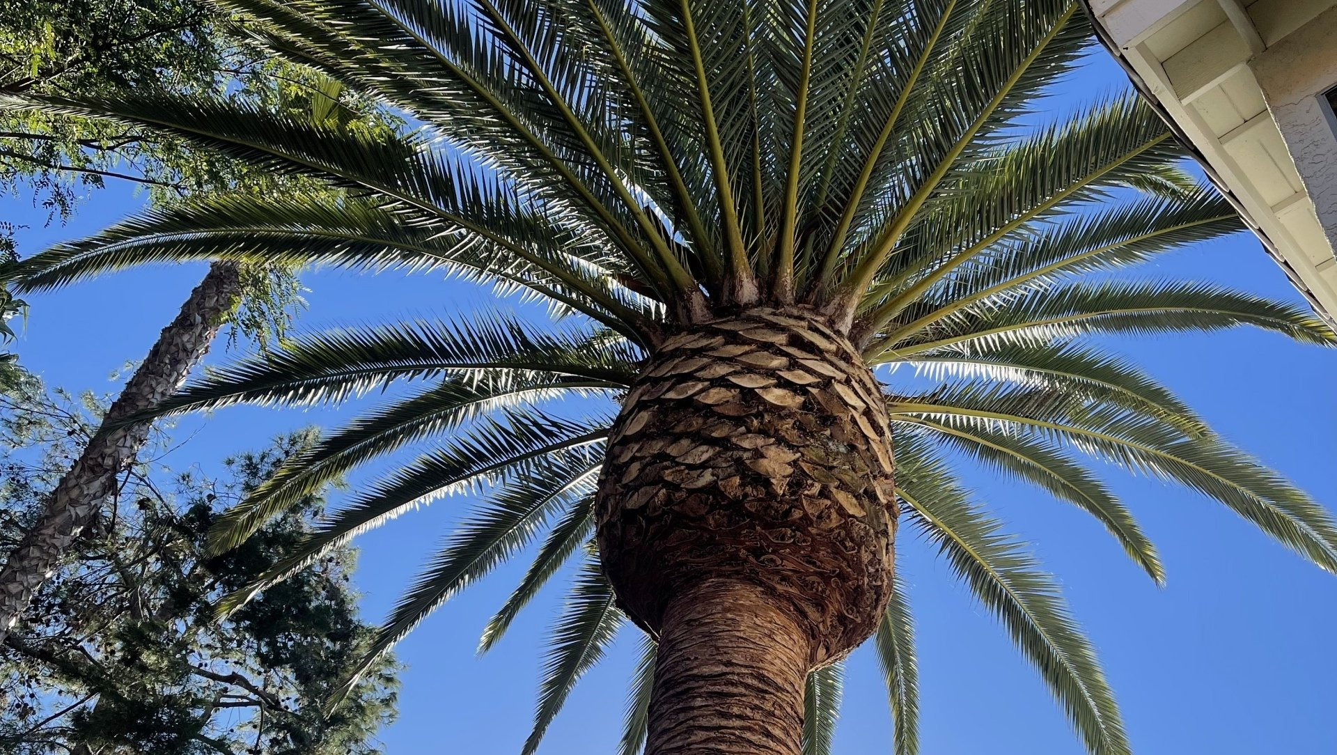 palm tree pruning oceanside, ca
