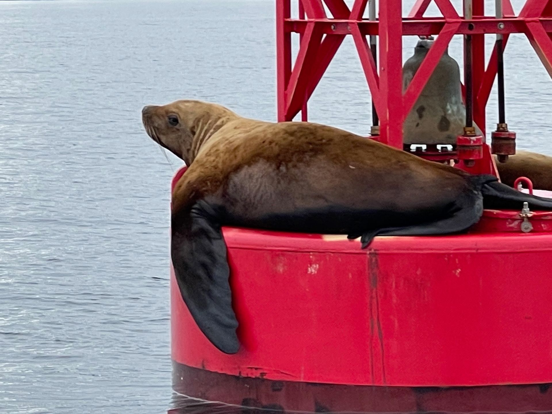 Three hikers walk on a forest trail with tall green trees and fog.