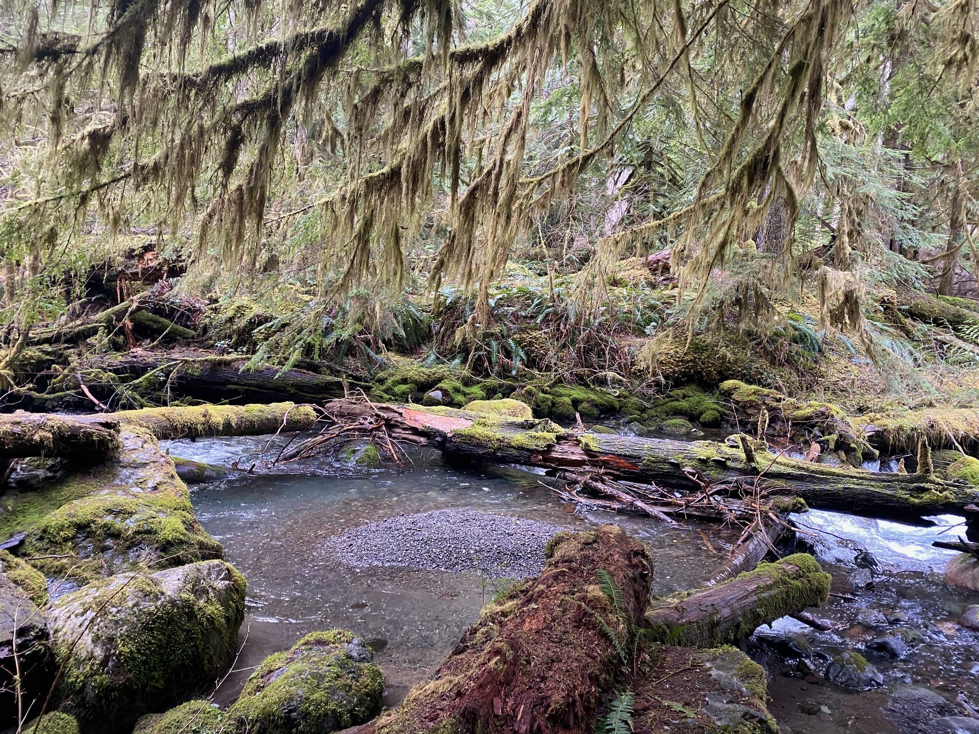 Hikers walk along a dirt path beside a stream in a sunlit forest.
