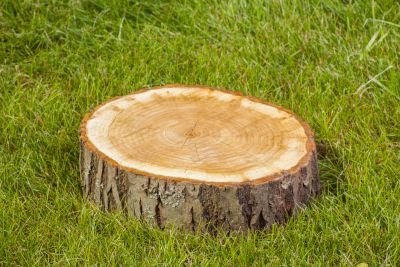 tree stump in green grass