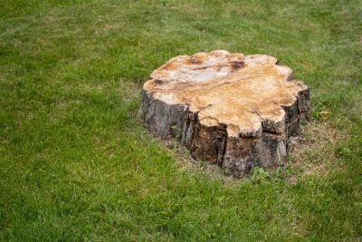 tree stump in green grass