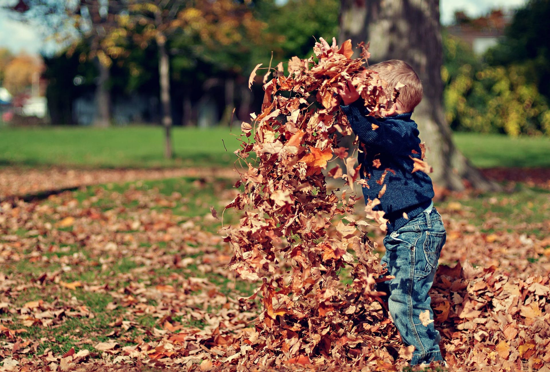 A person in a blue sweater and jeans throws a large pile of dry autumn leaves into the air in a park.