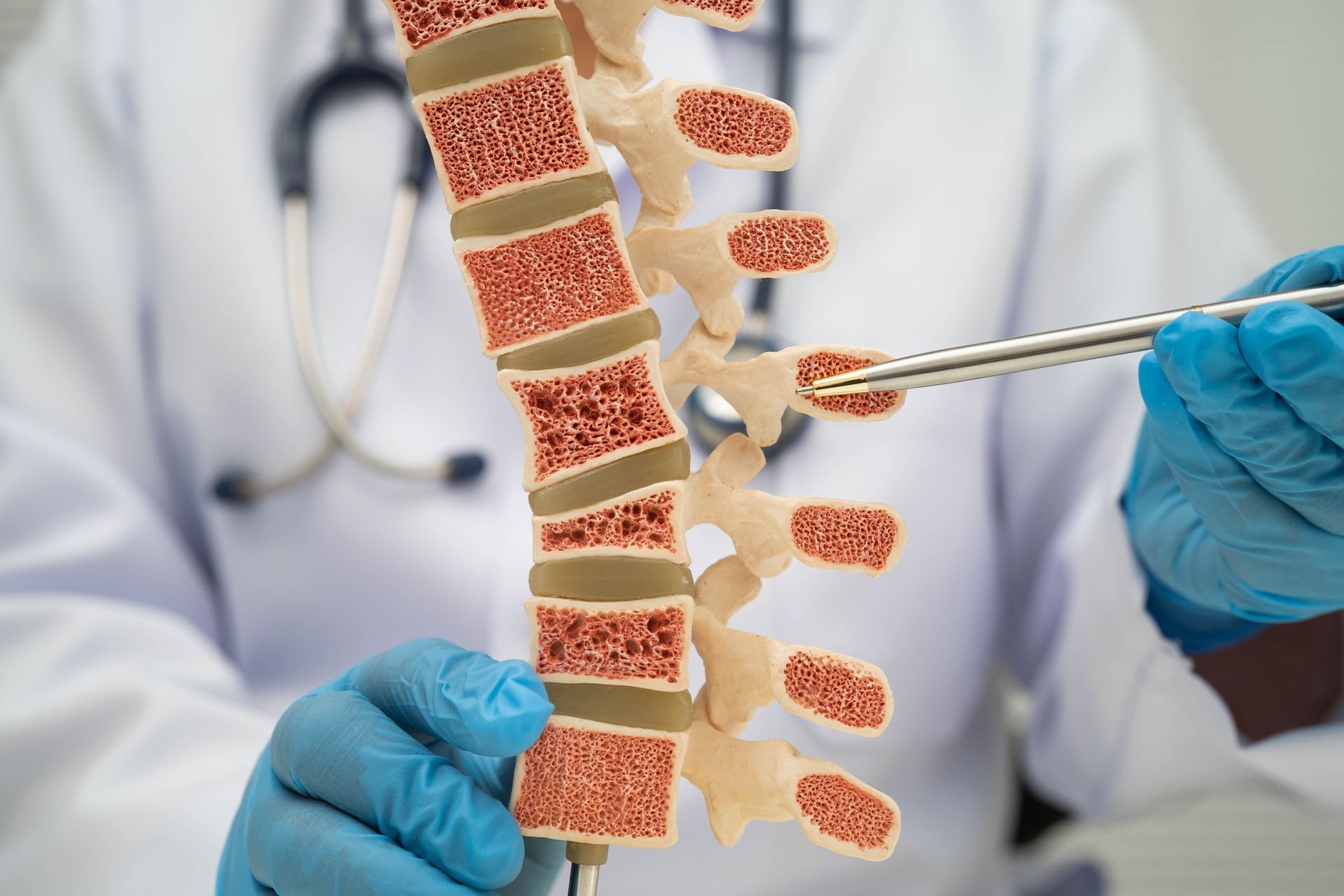 Doctor pointing to a spinal model, showing vertebrae and inner bone structure.