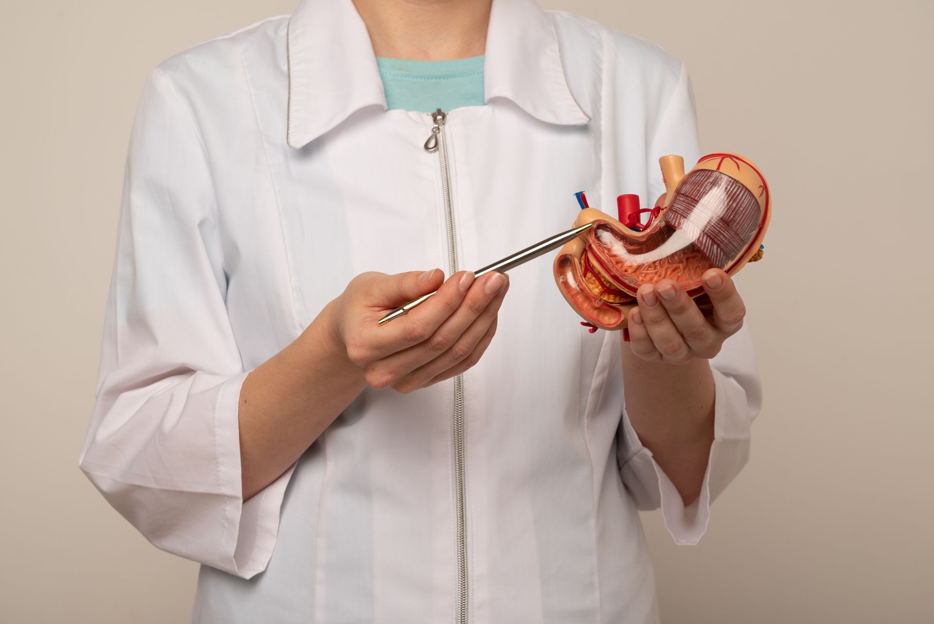 Doctor holding and pointing to a model stomach.