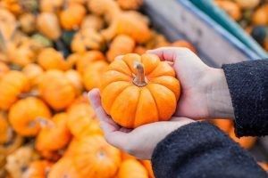 A person in a dark sweater holds a small, round, bright orange pumpkin in their hands against a backdrop of pumpkins.