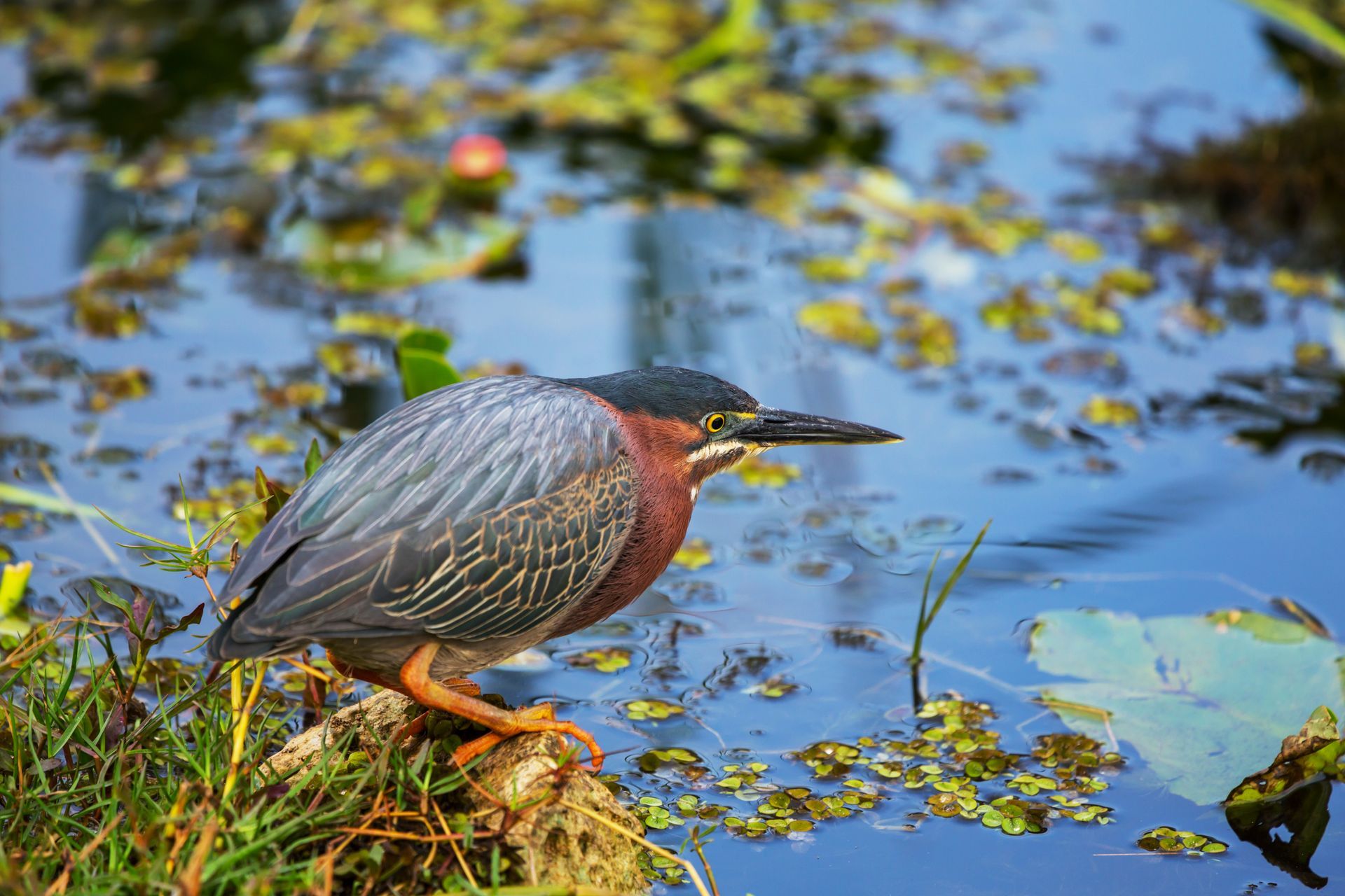 A green heron is perched on a rock in the middle of a swamp.