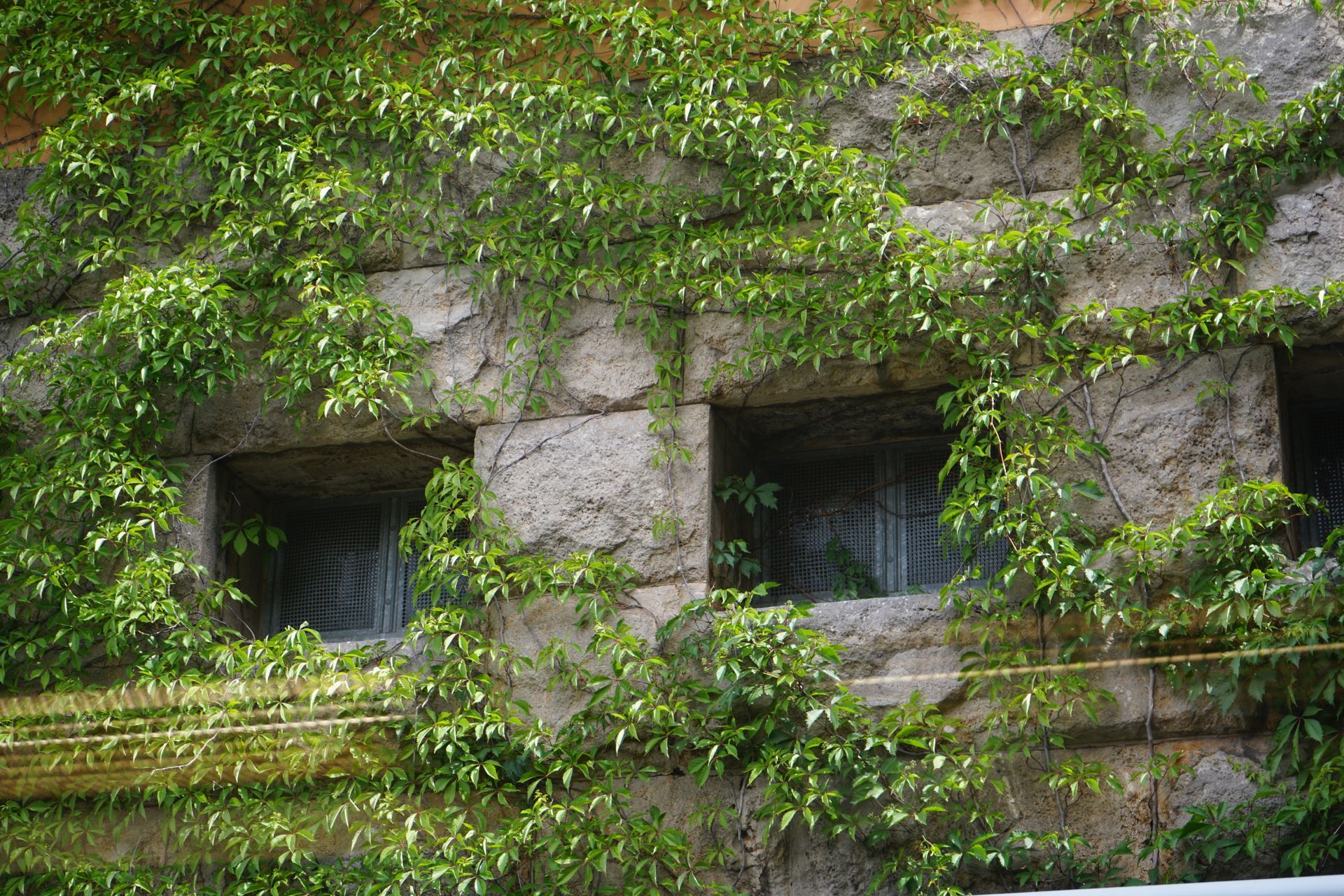 A stone wall with two windows covered in ivy.