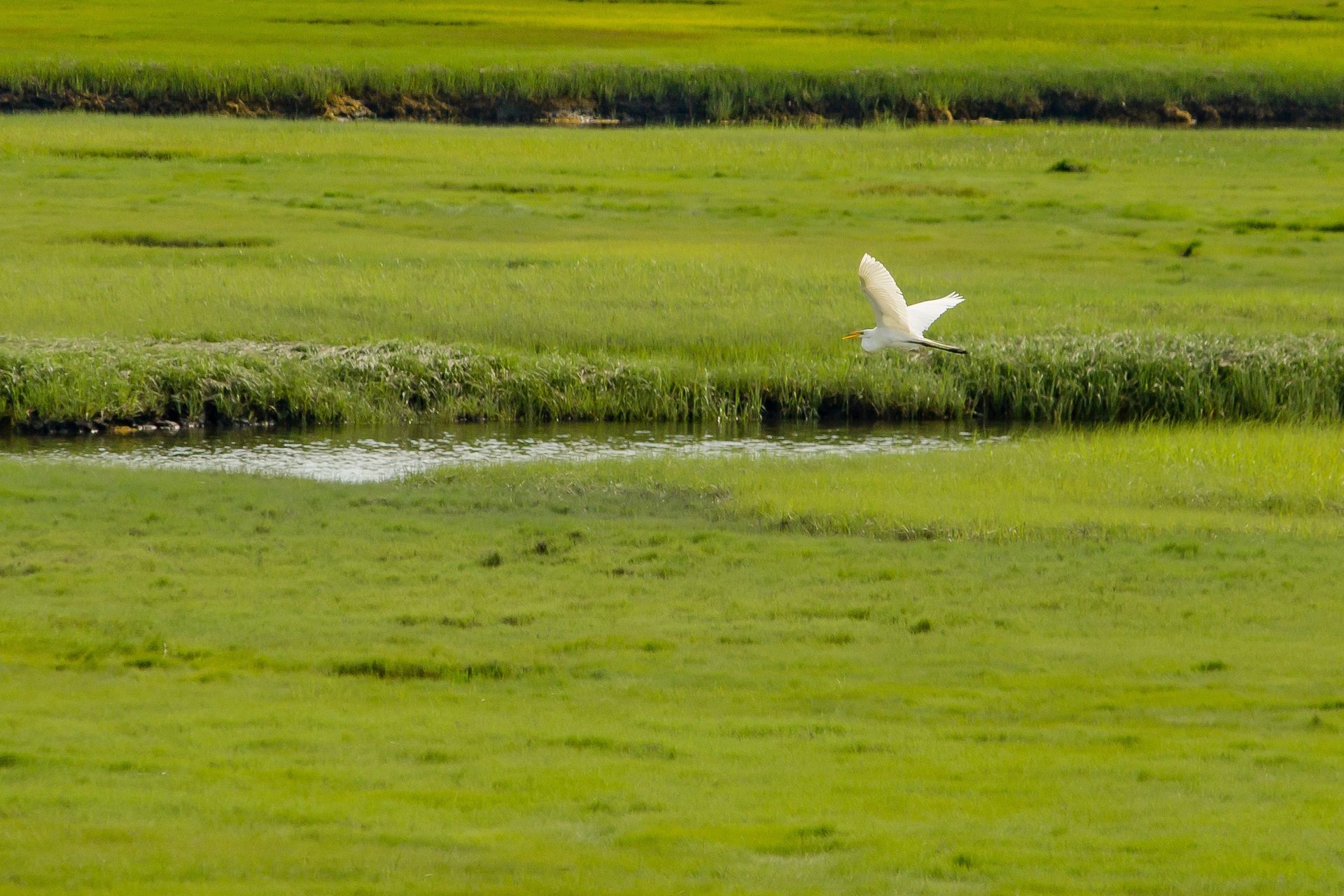 A white bird is flying over a grassy field.