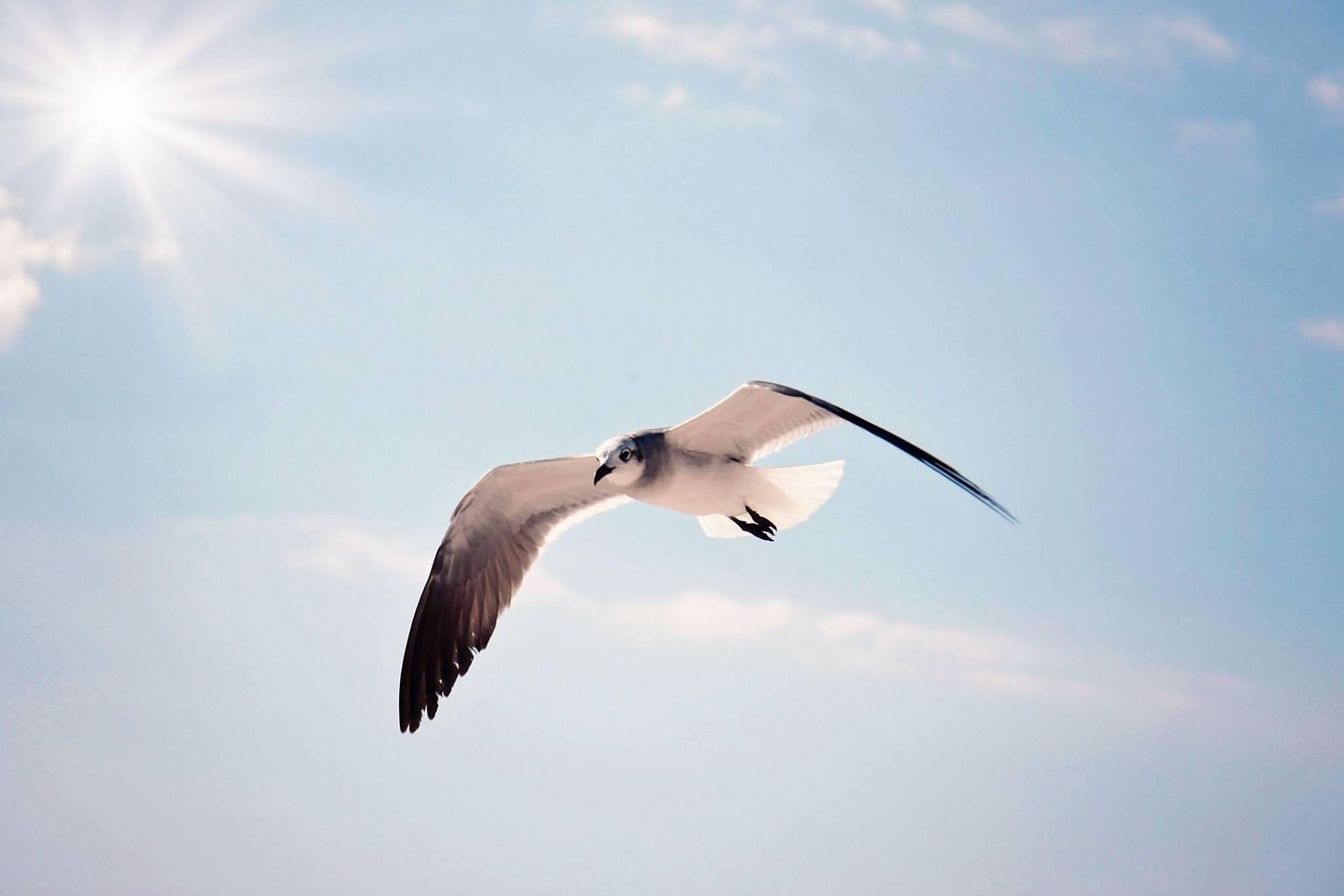 A seagull is flying in the sky with the sun shining through the clouds.