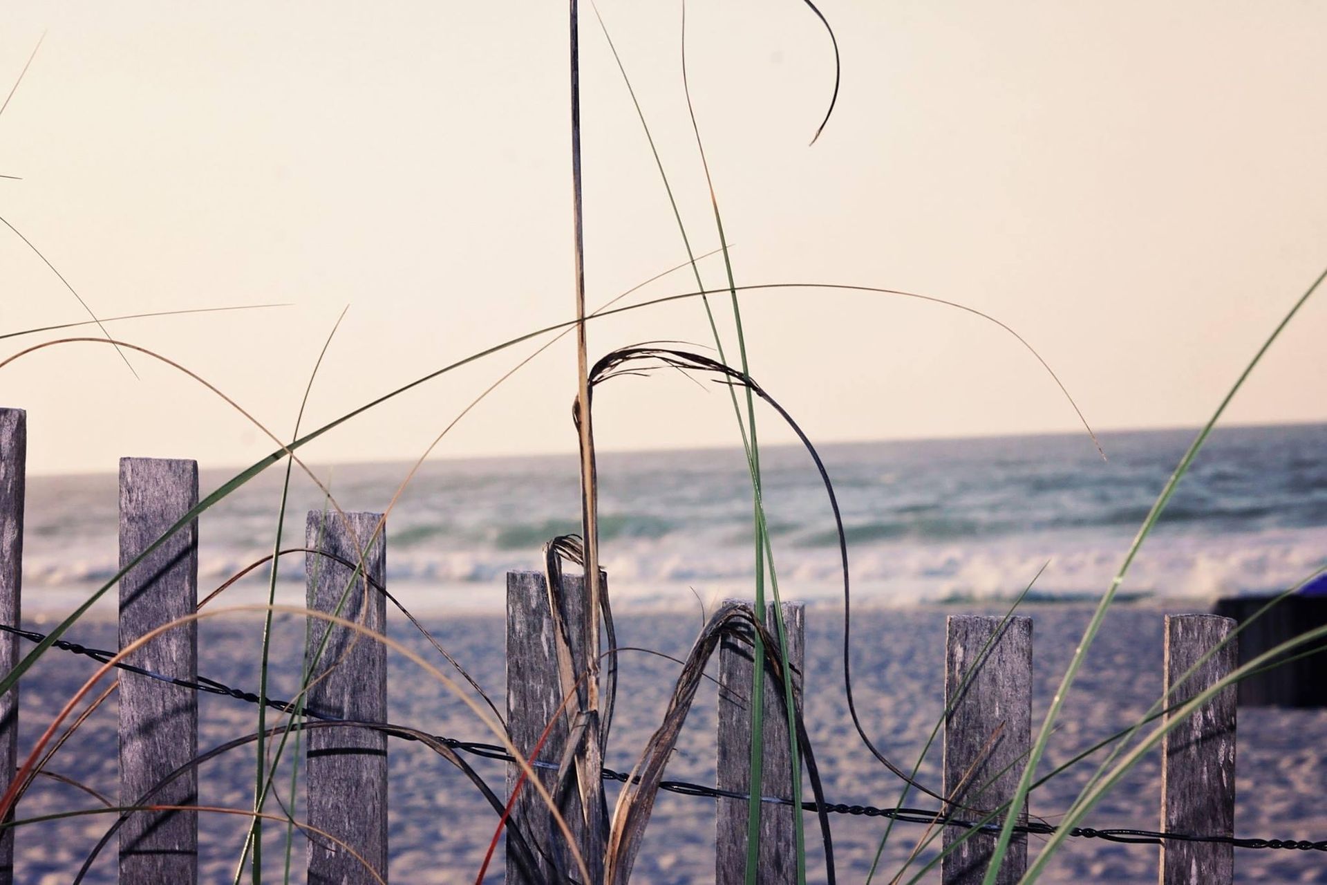 A wooden fence on a beach with tall grass in the foreground
