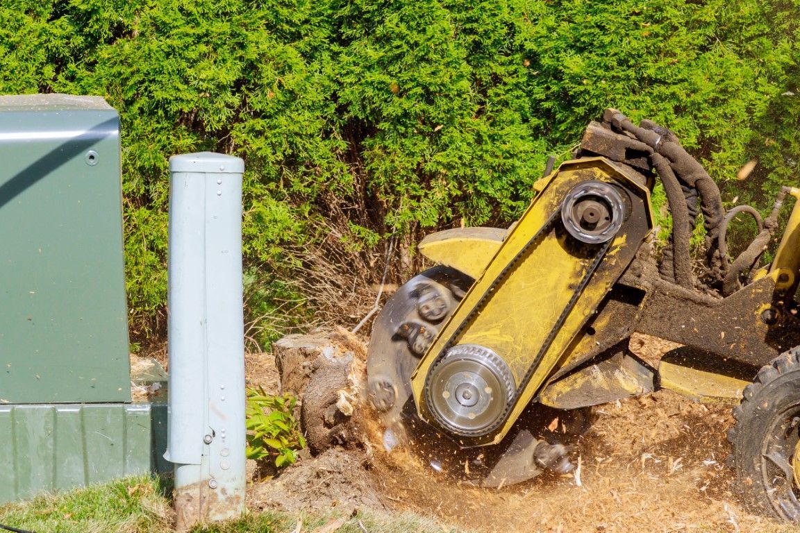 A stump grinder is cutting a tree stump in a yard.
