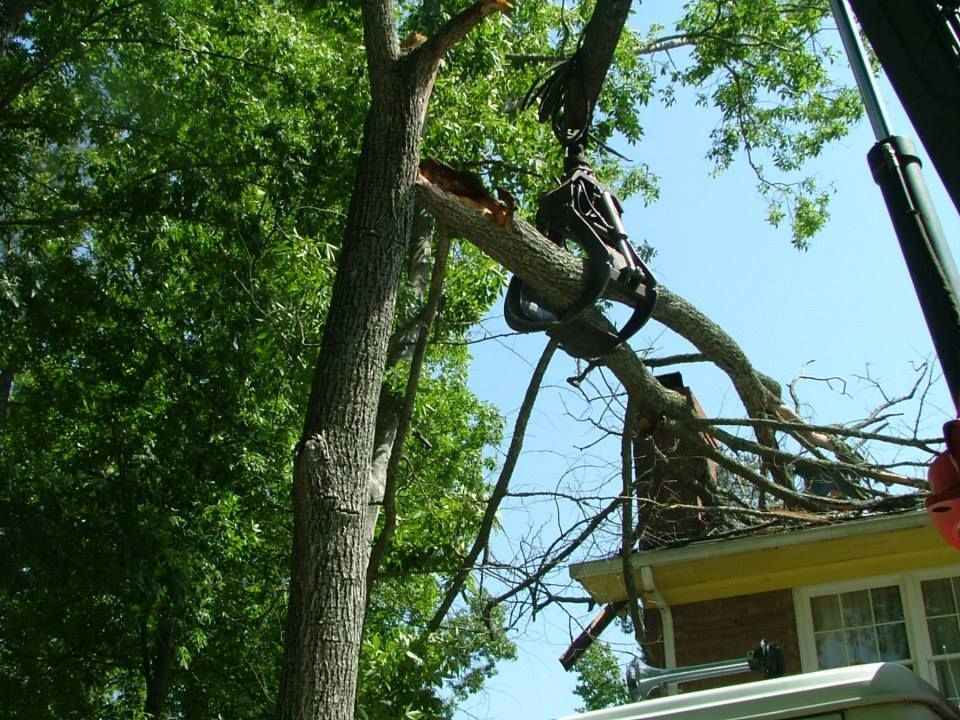Crane Lifting A Tree Branch — Macon, GA — Montgomery Inc. Tree Service