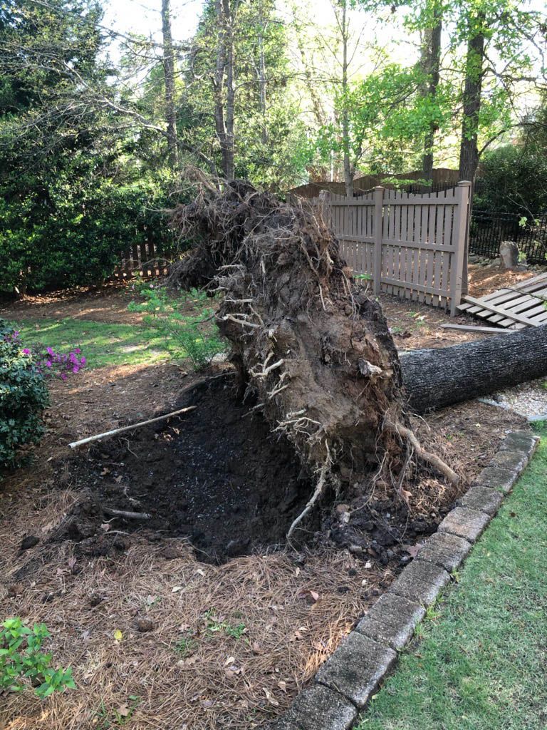 Fallen Tree — Macon, GA — Montgomery Inc. Tree Service