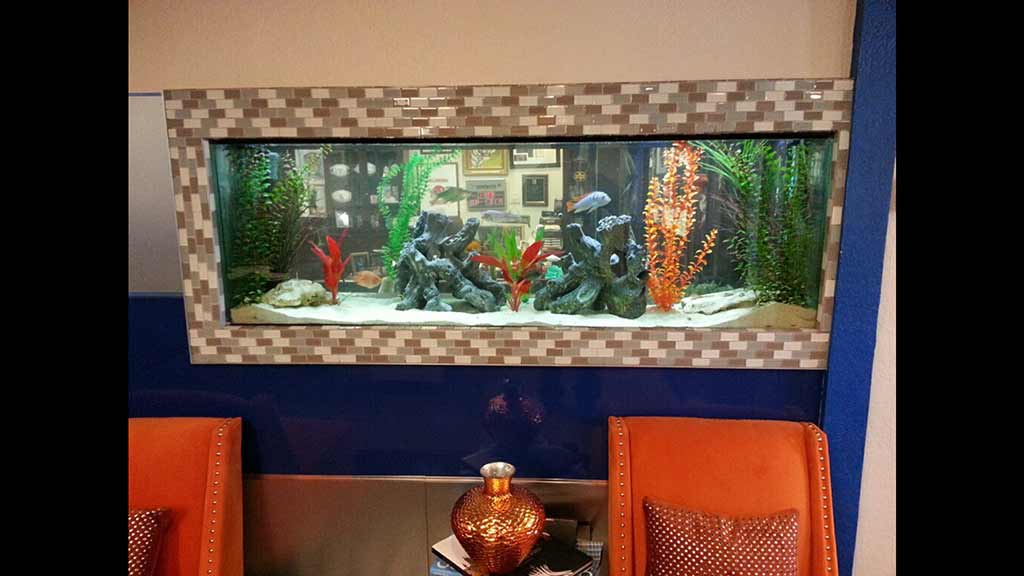 aquarium maintenance Edmond, Oklahoma Aqualife Aquarium Systems
