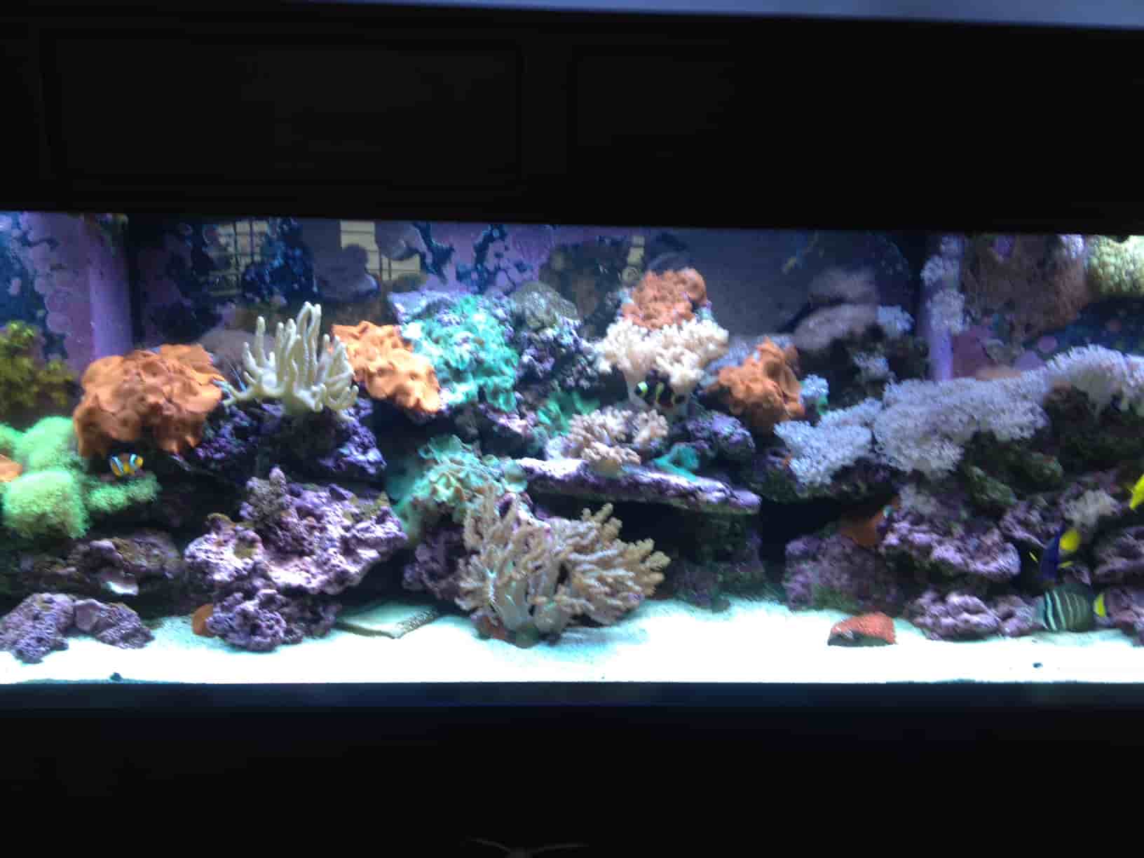 aquarium maintenance | Edmond, Oklahoma | Aqualife Aquarium Systems