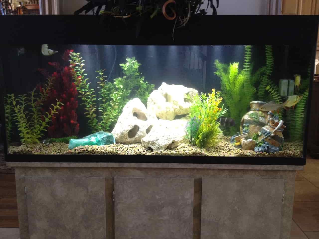 fish Edmond, Oklahoma Aqualife Aquarium Systems