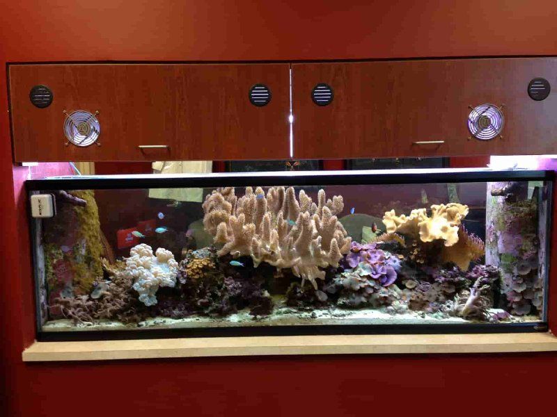 saltwater aquariums Edmond, Oklahoma Aqualife Aquarium Systems