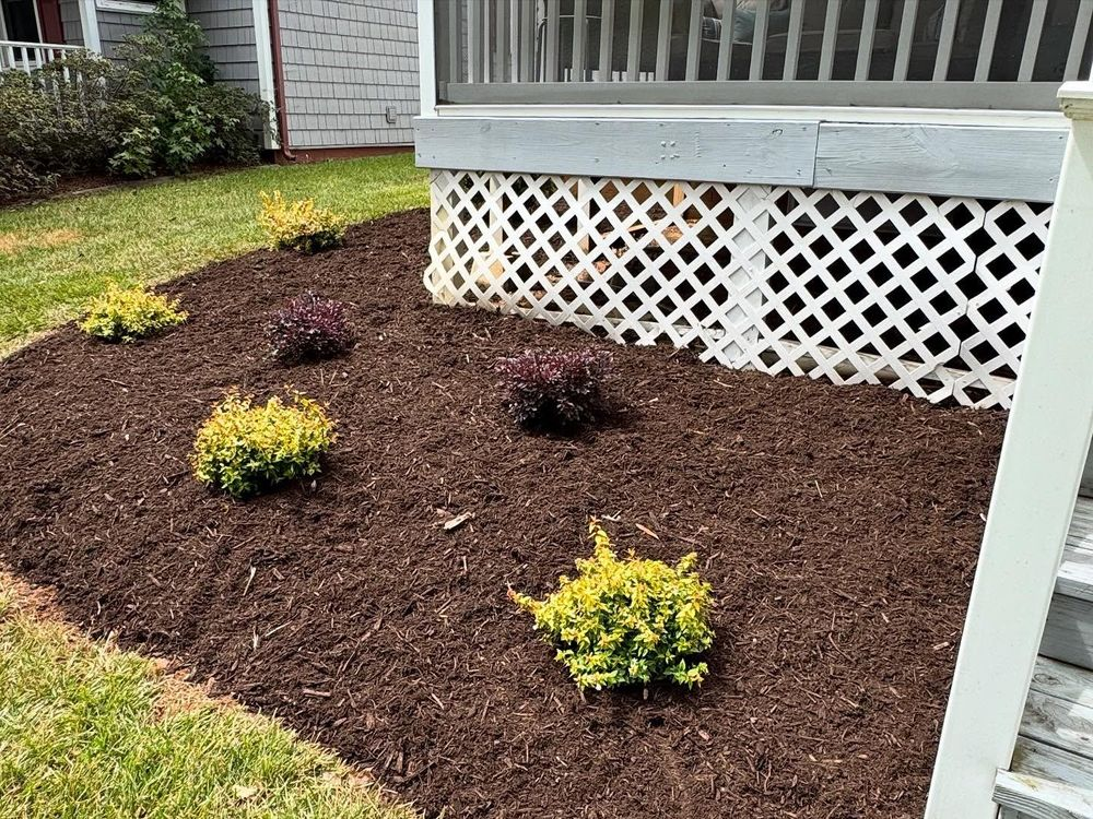 Flower bed with brown mulch and green and purple bushes near a white lattice and porch.