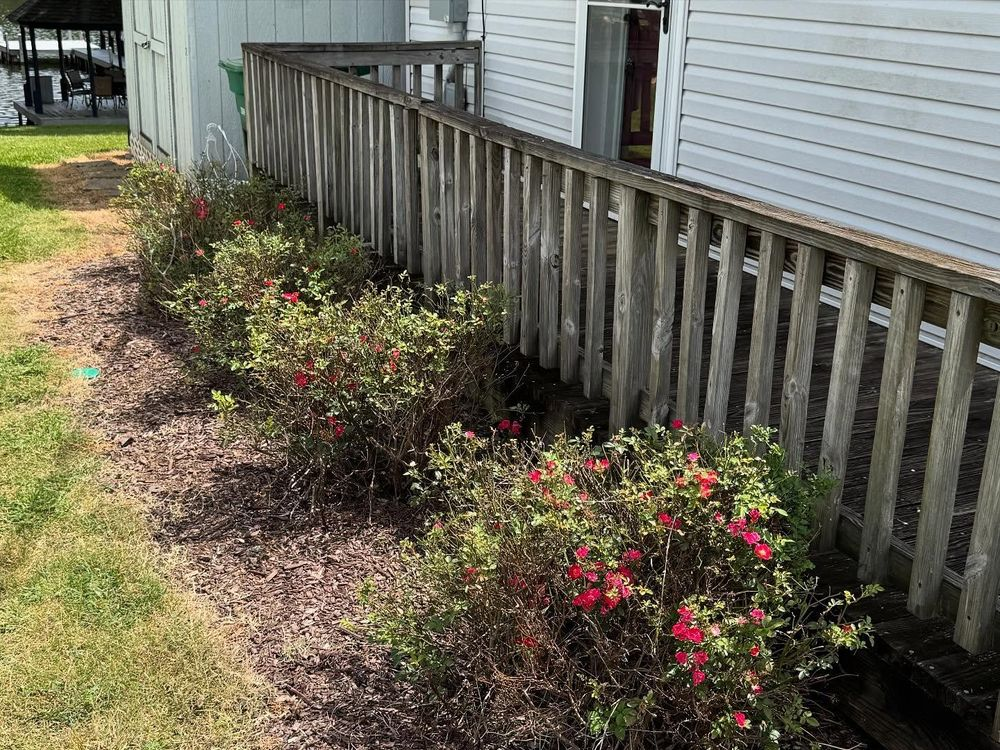 Azalea bushes with red flowers grow next to a wooden deck and white house.