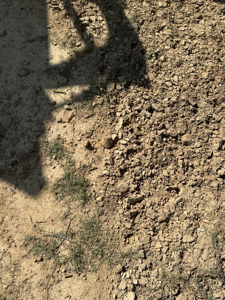 Shadow of an animal on sunlit, rocky ground with sparse green grass.
