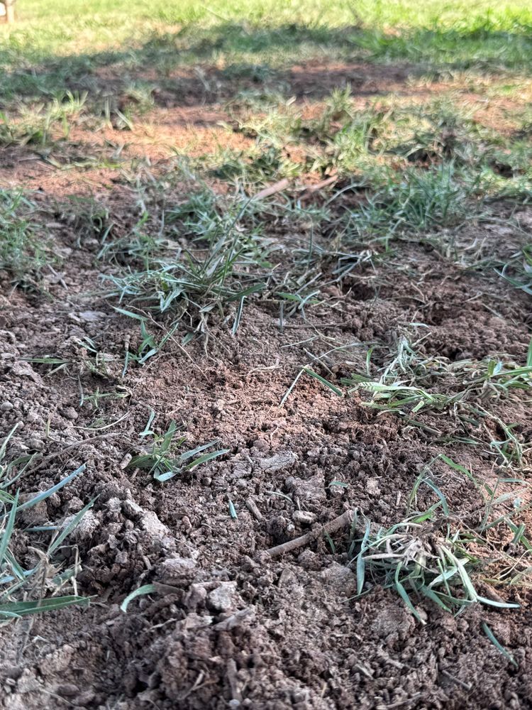 Loose dirt with patches of grass in a grassy outdoor setting, possibly a garden or lawn.