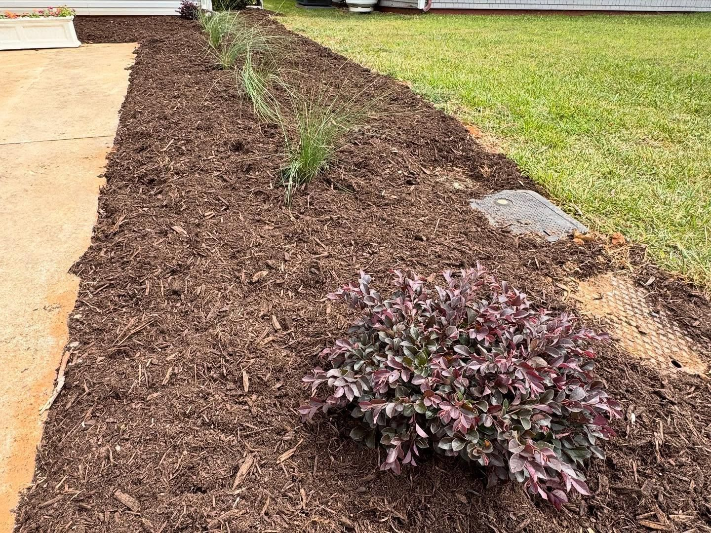 Flower bed with brown mulch and green plants. Concrete sidewalk on left, grass on right.