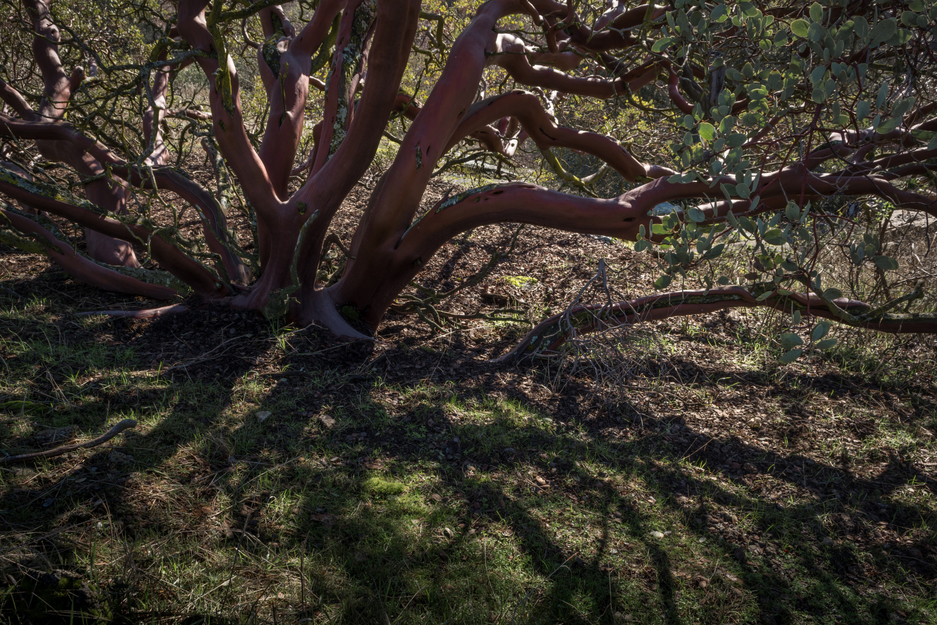 Manzanita Trees